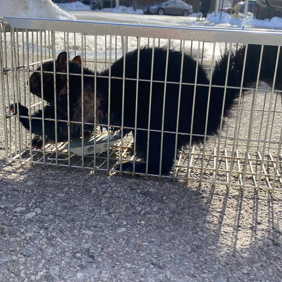 How to Spot Mice or Rats in the Home KD Auto Sales